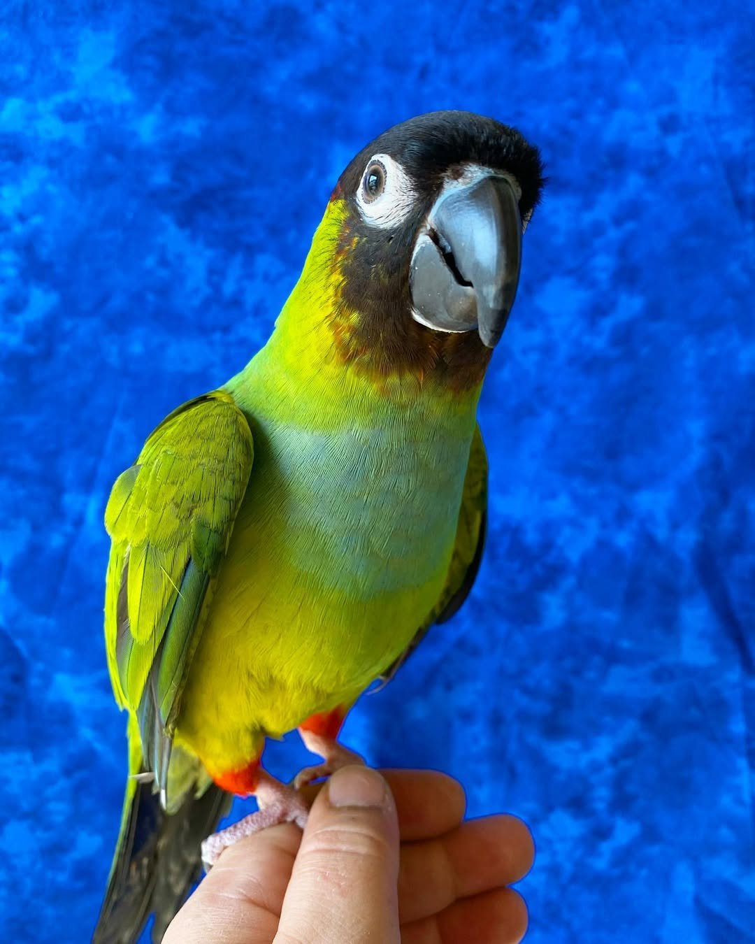 Benji – 1-Year-Old Male Nanday Conure | Smart & Social Companion - Image 2