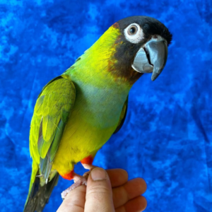 Benji – 1-Year-Old Male Nanday Conure | Smart & Social Companion