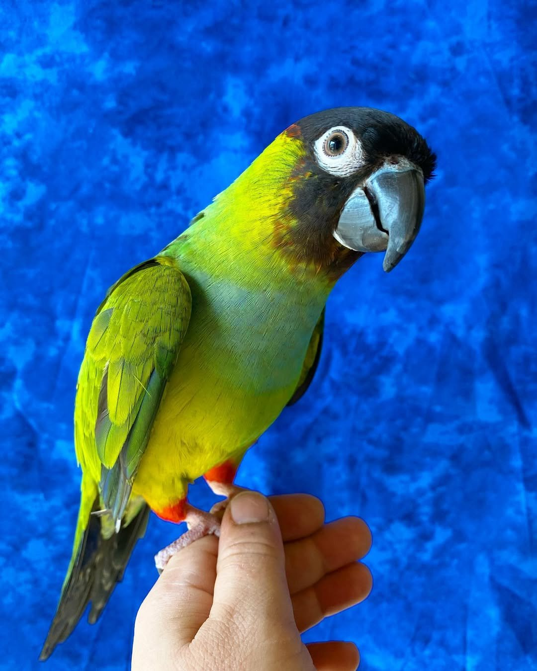 Benji – 1-Year-Old Male Nanday Conure | Smart & Social Companion
