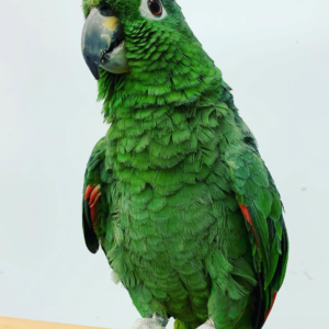 Loki – 4-Year-Old Female Mealy Amazon Parrot | Intelligent & Majestic Companion