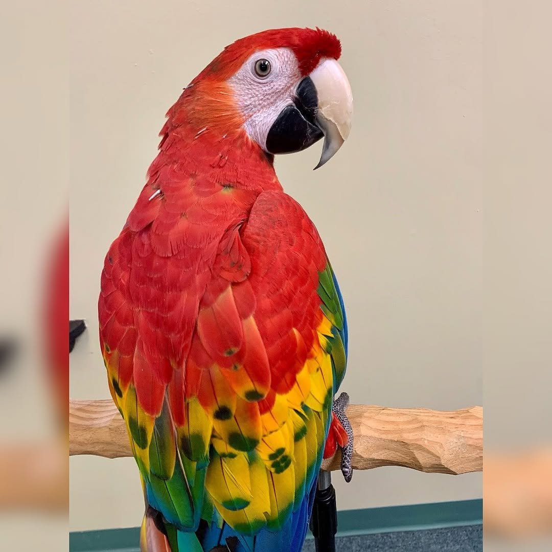 Ruby – 3-Year-Old Female Scarlet Macaw | Playful & Intelligent Companion - Image 2