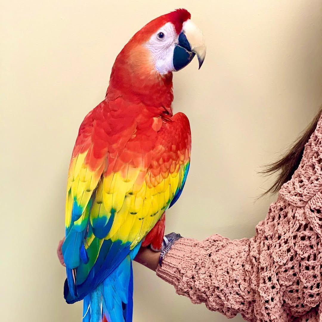 Ruby – 3-Year-Old Female Scarlet Macaw | Playful & Intelligent Companion - Image 3