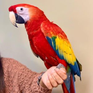 Ruby – 3-Year-Old Female Scarlet Macaw | Playful & Intelligent Companion