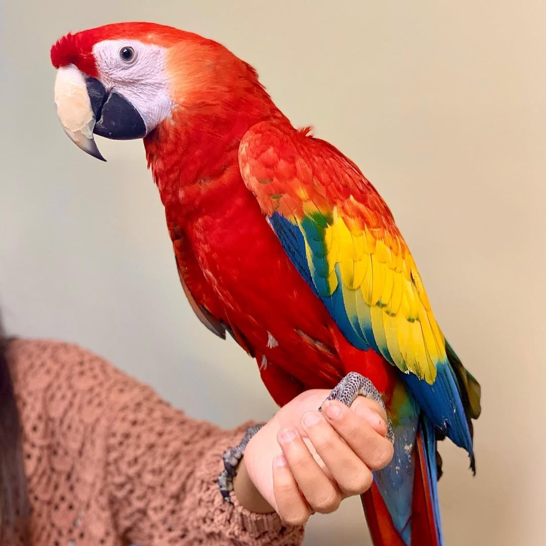 Ruby – 3-Year-Old Female Scarlet Macaw | Playful & Intelligent Companion