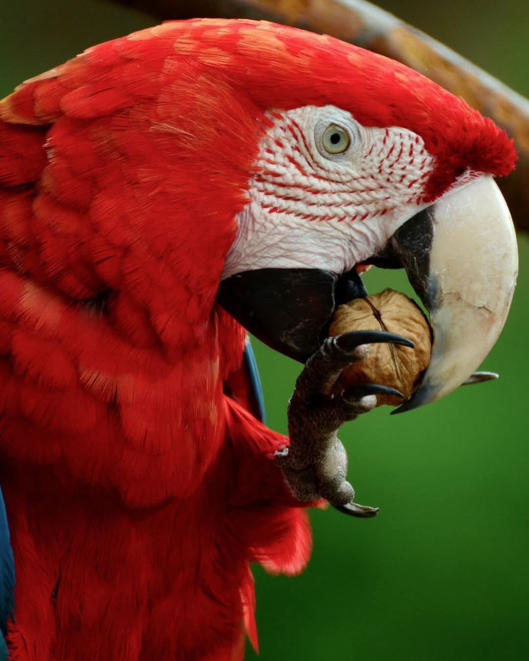 Ares – 5-Year-Old Male Green-Winged Macaw | Majestic & Intelligent Companion - Image 2