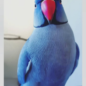 Seraphina – 2-Year-Old Female Indian Ringneck Parrot | Elegant & Intelligent Companion