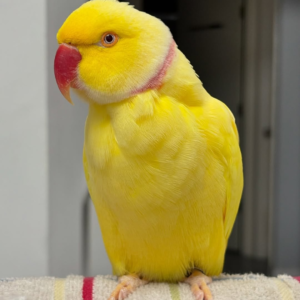 Isabella – 3-Year-Old Female Indian Ringneck Parrot | Elegant & Intelligent Companion