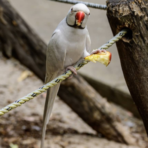 Blizzard – 6-Year-Old White Male Indian Ringneck Parrot | Rare & Talking Expert