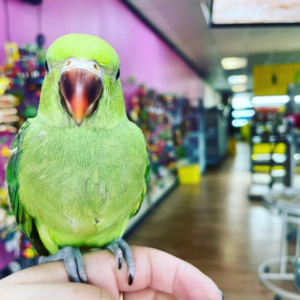 Jade – Green Baby Indian Ringneck Parrot Female | Hand-Fed & Playful Companion
