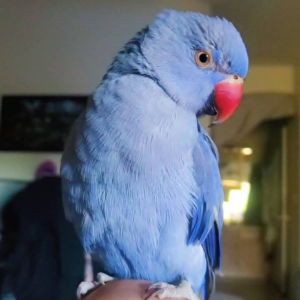 Azure – Blue Baby Indian Ringneck Parrot Male | Hand-Fed & Playful Companion