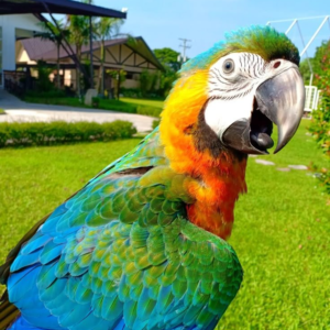 Lily – 10-Month-Old Female Catalina Macaw | Hand-Fed & Playful