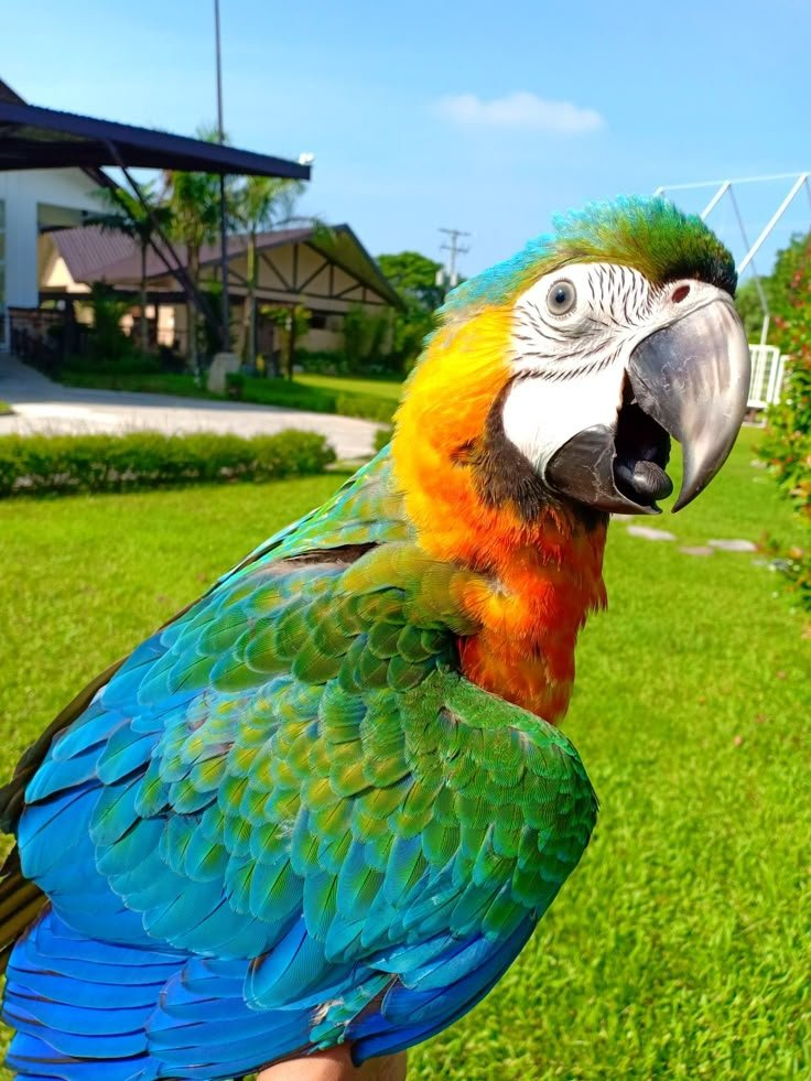 Lily – 10-Month-Old Female Catalina Macaw | Hand-Fed & Playful