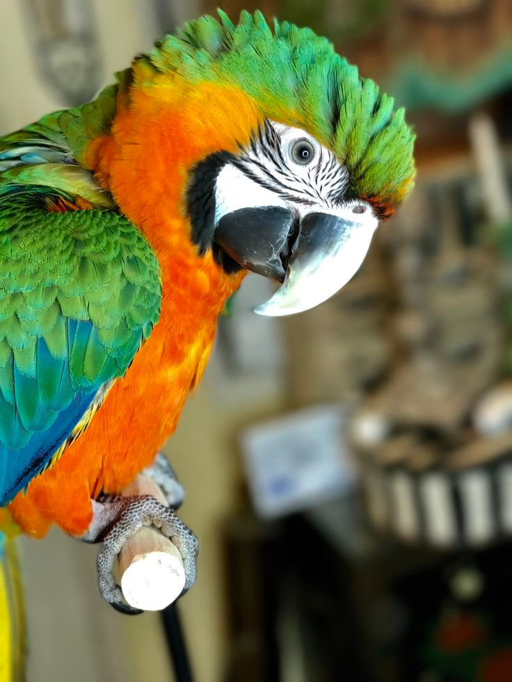 Lily – 10-Month-Old Female Catalina Macaw | Hand-Fed & Playful - Image 2