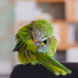 Pepper – 5-Month-Old Male Quaker Parrot | Hand-Fed & Playful