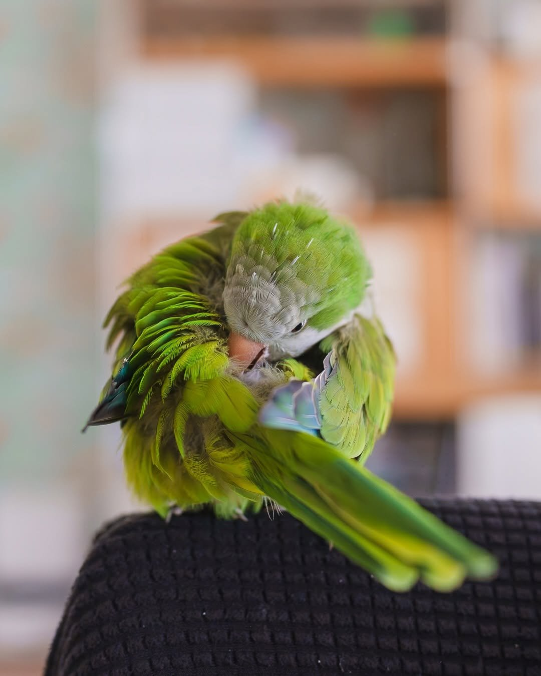 Pepper – 5-Month-Old Male Quaker Parrot | Hand-Fed & Playful