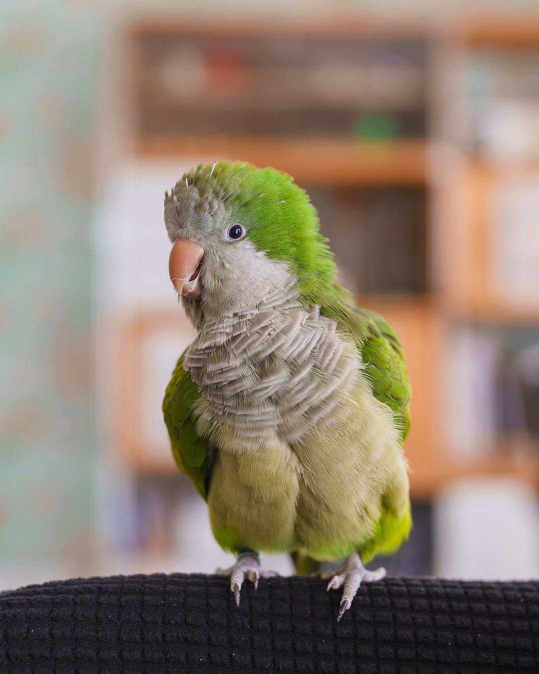 Pepper – 5-Month-Old Male Quaker Parrot | Hand-Fed & Playful - Image 2