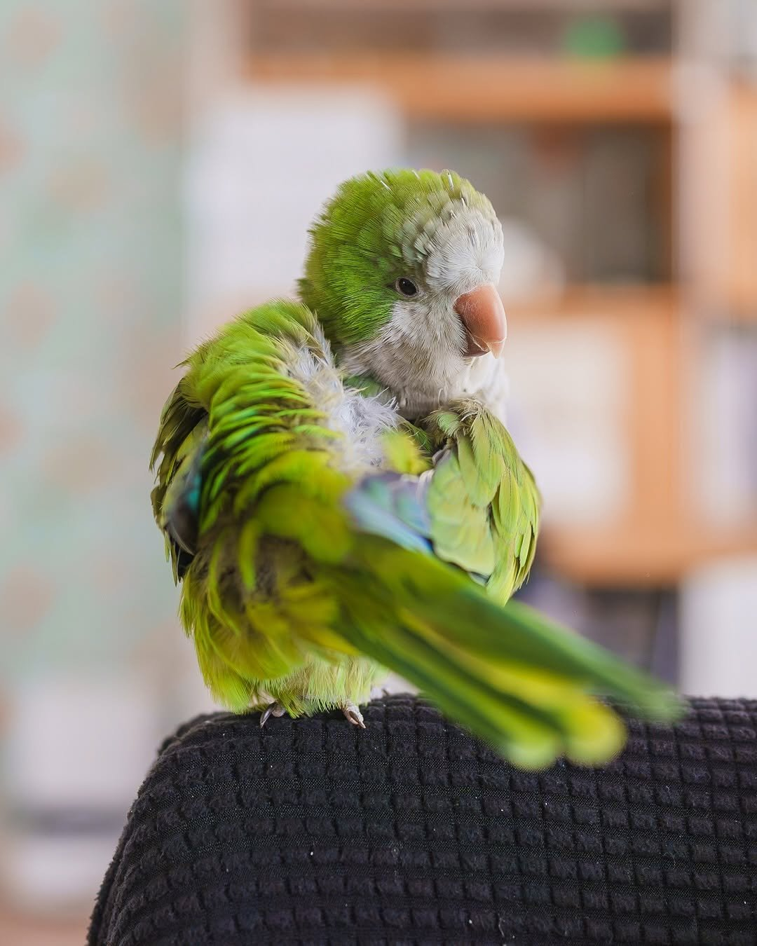 Pepper – 5-Month-Old Male Quaker Parrot | Hand-Fed & Playful - Image 3