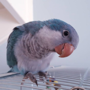 Luna – 6-Month-Old Female Quaker Parrot | Hand-Fed & Playful