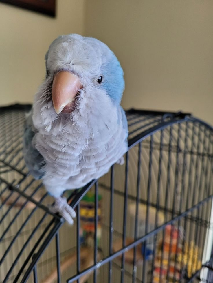 Luna – 6-Month-Old Female Quaker Parrot | Hand-Fed & Playful - Image 2