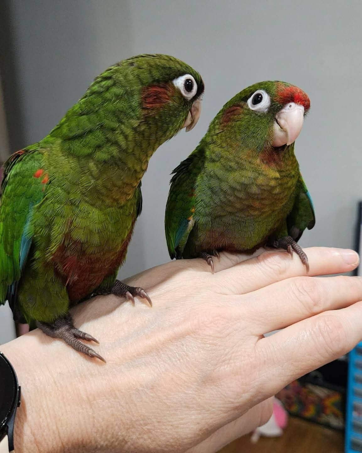 Ruby & Rio – 8-Month-Old Rose-Crowned Conure Pair | Bonded & Playful - Image 3