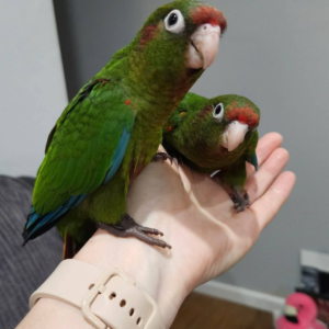 Ruby & Rio – 8-Month-Old Rose-Crowned Conure Pair | Bonded & Playful