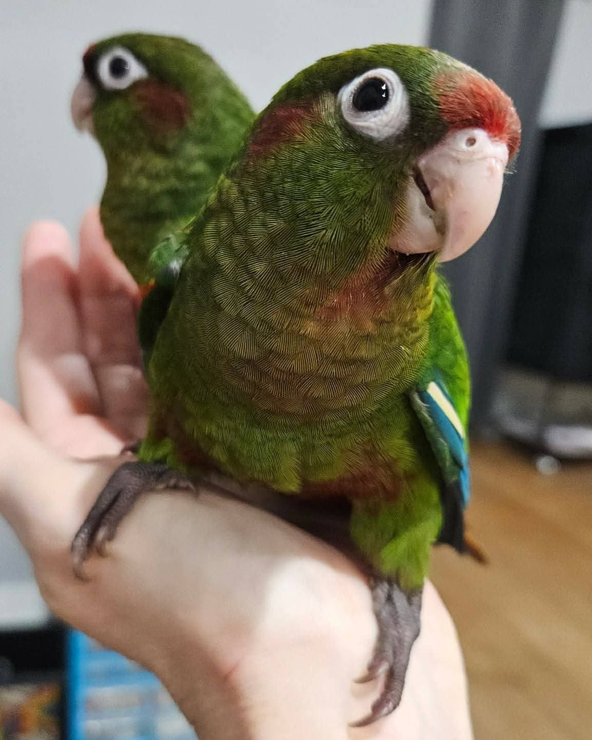 Ruby & Rio – 8-Month-Old Rose-Crowned Conure Pair | Bonded & Playful - Image 2