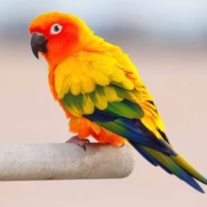 Conures