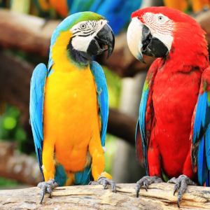 Macaws