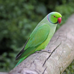 Indian Ringneck