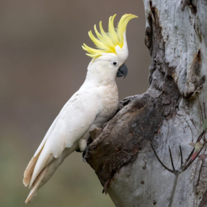 Cockatoo