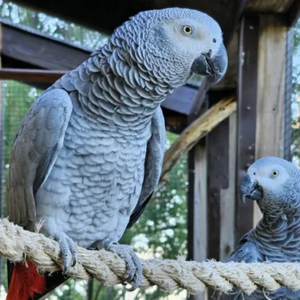 African Grey Parrot