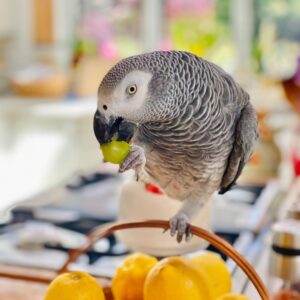 George – 3-Year-Old African Grey Parrot for Adoption