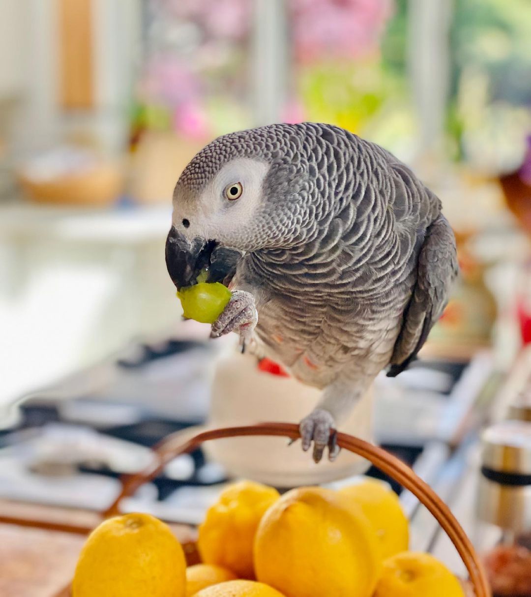 George – 3-Year-Old African Grey Parrot for Adoption