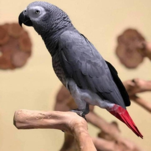 Merlin – 12-Year-Old Male African Grey Parrot | Experienced Talking Companion