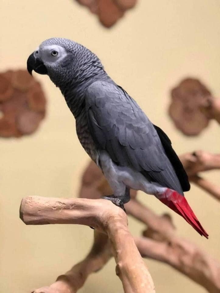 Merlin – 12-Year-Old Male African Grey Parrot | Experienced Talking Companion