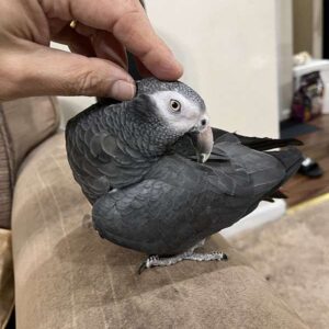 Suzzy – 1 Year 4 Weeks Old Timneh African Grey Parrot