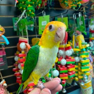 Caique Parrot
