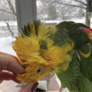 Lola – 2 Years 3 Weeks Old Female Double Yellow-Headed Amazon Parrot | Hand-Raised Talking Companion