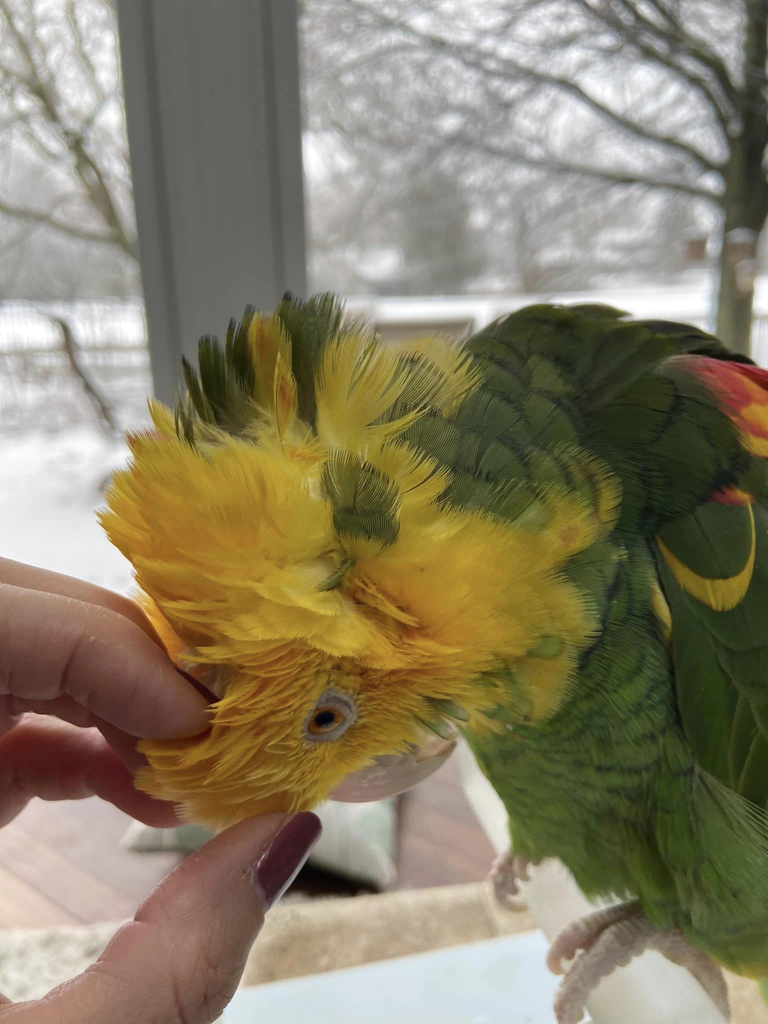 Lola – 2 Years 3 Weeks Old Female Double Yellow-Headed Amazon Parrot | Hand-Raised Talking Companion