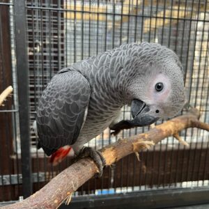 Coco – 9-Month-Old African Grey Parrot for Sale
