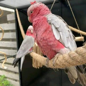 Galah Parrots