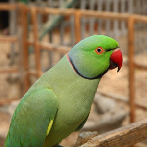 Limey – 2-Year-Old Female Green Indian Ringneck Parrot | Playful & Intelligent Companion