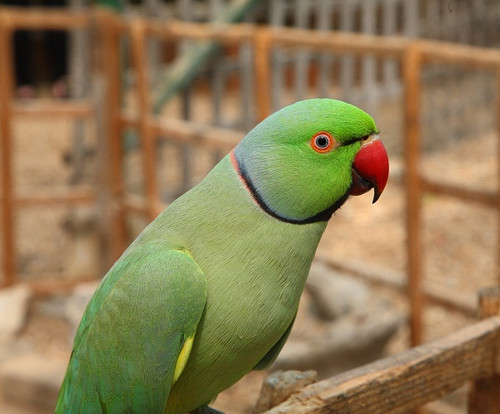 Limey – 2-Year-Old Female Green Indian Ringneck Parrot | Playful & Intelligent Companion