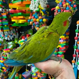 Green Parrot