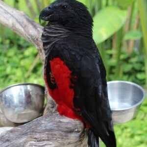 Pesquet's Parrot