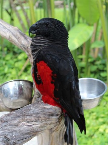 Pesquet's Parrot