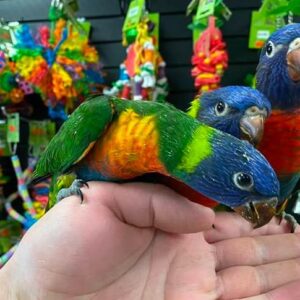 Rainbow Lorikeet Available