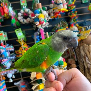 Senegal Parrot