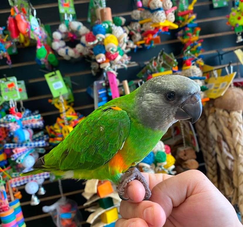 Senegal Parrot