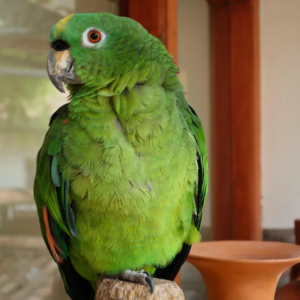 Amazon Parrots
